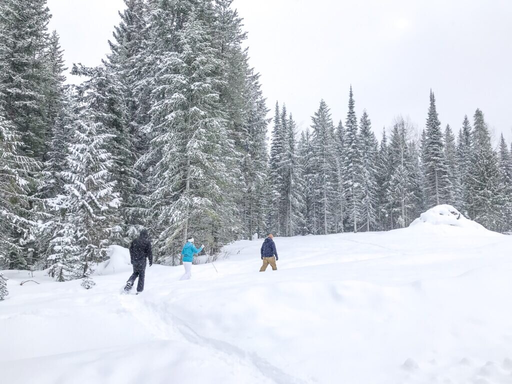 Three people snowshoeing through an open field with tall spruce trees in the background. 